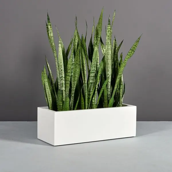 Smooth Finish Cement Pot